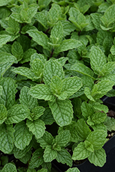 Mojito Mint (Mentha x villosa 'Mojito') at Glasshouse Nursery