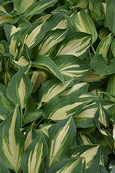 Fantasy Island Hosta (Hosta 'Fantasy Island') at Glasshouse Nursery