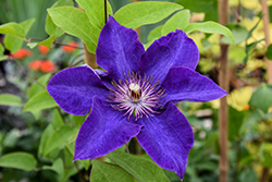 The President Clematis (Clematis 'The President') at Glasshouse Nursery
