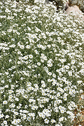 Snow-In-Summer (Cerastium tomentosum) at Glasshouse Nursery