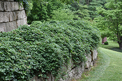 Fiveleaf Akebia (Akebia quinata) at Glasshouse Nursery