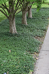 Common Periwinkle (Vinca minor) at Glasshouse Nursery