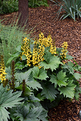 Bottle Rocket Rayflower (Ligularia 'Bottle Rocket') at Glasshouse Nursery
