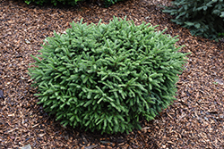 Pumila Norway Spruce (Picea abies 'Pumila') at Glasshouse Nursery