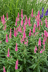First Love Speedwell (Veronica 'First Love') at Glasshouse Nursery