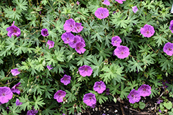Tiny Monster Cranesbill (Geranium 'Tiny Monster') at Glasshouse Nursery
