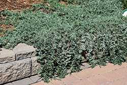 Blue Rug Juniper (Juniperus horizontalis 'Wiltonii') at Glasshouse Nursery