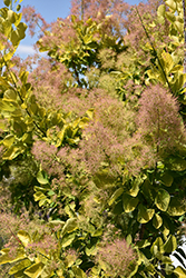 Golden Spirit Smokebush (Cotinus coggygria 'Golden Spirit') at Glasshouse Nursery