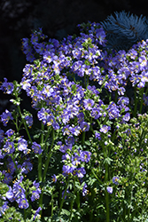 Heavenly Habit Jacob's Ladder (Polemonium boreale 'Heavenly Habit') at Glasshouse Nursery