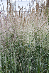 Variegated Reed Grass (Calamagrostis x acutiflora 'Overdam') at Glasshouse Nursery