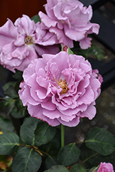 Angel Face Rose (Rosa 'Angel Face') at Glasshouse Nursery