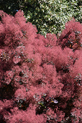 Royal Purple Smokebush (Cotinus coggygria 'Royal Purple') at Glasshouse Nursery