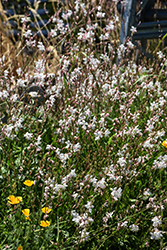 Whirling Butterflies Gaura (Gaura lindheimeri 'Whirling Butterflies') at Glasshouse Nursery