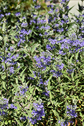Blue Mist Caryopteris (Caryopteris x clandonensis 'Blue Mist') at Glasshouse Nursery