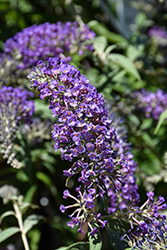 Lo & Behold Purple Haze Butterfly Bush (Buddleia 'Purple Haze') at Glasshouse Nursery