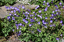 Brookside Cranesbill (Geranium 'Brookside') at Glasshouse Nursery