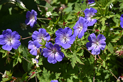 Brookside Cranesbill (Geranium 'Brookside') at Glasshouse Nursery