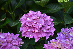 Cityline Venice Dwarf Hydrangea (Hydrangea macrophylla 'Venice Raven') at Glasshouse Nursery