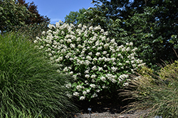 Fire And Ice Hydrangea (Hydrangea paniculata 'Wim's Red') at Glasshouse Nursery