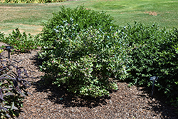 Pink Icing Blueberry (Vaccinium 'ZF06-079') at Glasshouse Nursery