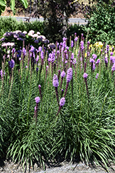 Kobold Blazing Star (Liatris spicata 'Kobold') at Glasshouse Nursery
