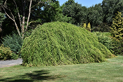 Cascade Falls Weeping Baldcypress (Taxodium distichum 'Cascade Falls') at Glasshouse Nursery