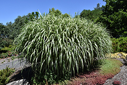 Cabaret Maiden Grass (Miscanthus sinensis 'Cabaret') at Glasshouse Nursery