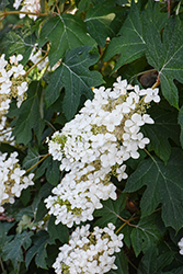 Pee Wee Hydrangea (Hydrangea quercifolia 'Pee Wee') at Glasshouse Nursery