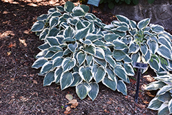 El Nino Hosta (Hosta 'El Nino') at Glasshouse Nursery