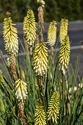 Pineapple Popsicle Torchlily (Kniphofia 'Pineapple Popsicle') at Glasshouse Nursery