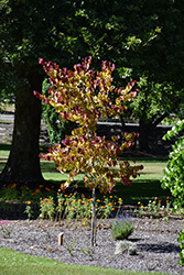 Flame Thrower Redbud (Cercis canadensis 'NC2016-2') at Glasshouse Nursery