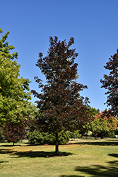 Crimson Sunset Maple (Acer 'JFS-KW202') at Glasshouse Nursery
