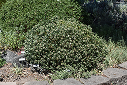 Eternal Fragrance Daphne (Daphne x transatlantica 'BLAFRA') at Glasshouse Nursery