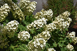 Oakleaf Hydrangea (Hydrangea quercifolia) at Glasshouse Nursery