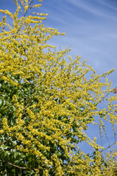 Golden Rain Tree (Koelreuteria paniculata) at Glasshouse Nursery