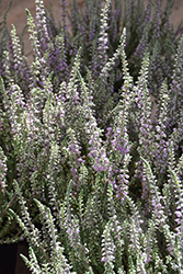 Silver Knight Heather (Calluna vulgaris 'Silver Knight') at Glasshouse Nursery