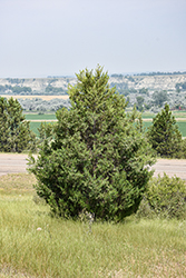 Rocky Mountain Juniper (Juniperus scopulorum) at Glasshouse Nursery