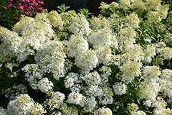 Bobo Hydrangea (Hydrangea paniculata 'ILVOBO') at Glasshouse Nursery