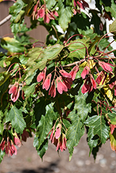 Flame Amur Maple (Acer ginnala 'Flame') at Glasshouse Nursery