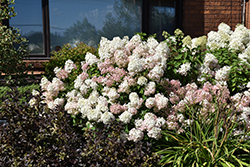Bobo Hydrangea (Hydrangea paniculata 'ILVOBO') at Glasshouse Nursery