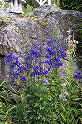 Common Monkshood (Aconitum napellus) at Glasshouse Nursery