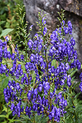 Common Monkshood (Aconitum napellus) at Glasshouse Nursery