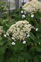 Climbing Hydrangea (Hydrangea anomala 'var. petiolaris') at Glasshouse Nursery