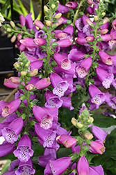 Dalmatian Purple Foxglove (Digitalis purpurea 'Dalmatian Purple') at Glasshouse Nursery