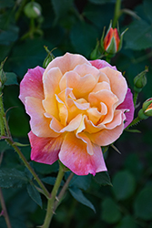 Joseph's Coat Rose (Rosa 'Joseph's Coat') at Glasshouse Nursery