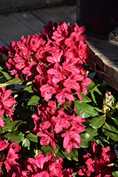 Nova Zembla Rhododendron (Rhododendron 'Nova Zembla') at Glasshouse Nursery