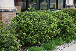 Blue Prince Meserve Holly (Ilex x meserveae 'Blue Prince') at Glasshouse Nursery