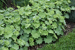 Lady's Mantle (Alchemilla mollis) at Glasshouse Nursery