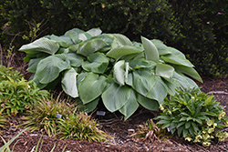 Shadowland Empress Wu Hosta (Hosta 'Empress Wu') at Glasshouse Nursery