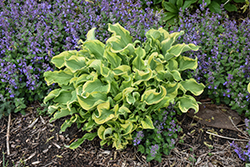 Shadowland Wheee! Hosta (Hosta 'Wheee!') at Glasshouse Nursery